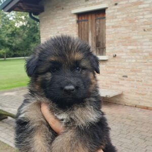 Cuccioli Pastore Tedesco Casa Mary 933