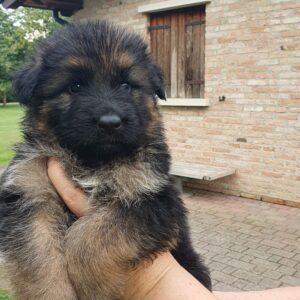 Cuccioli Pastore Tedesco Casa Mary 934