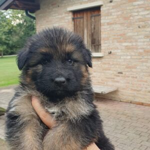 Cuccioli Pastore Tedesco Casa Mary 938